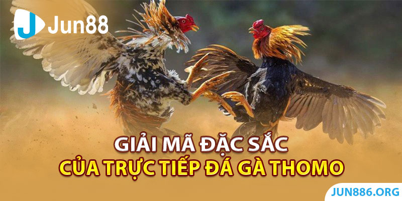 Giải mã nên đặc sắc của trực tiếp đá gà Thomo