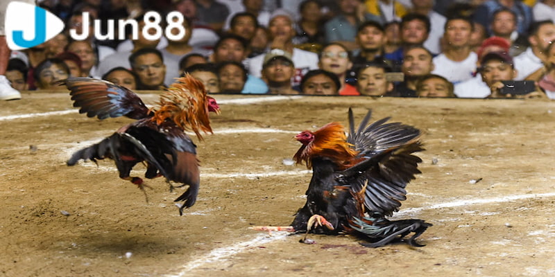 Đá Gà Campuchia - Loại Hình Đá Gà Hợp Pháp Tại Campuchia